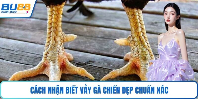 Cách nhận biết vảy gà chiến đẹp chuẩn xác
