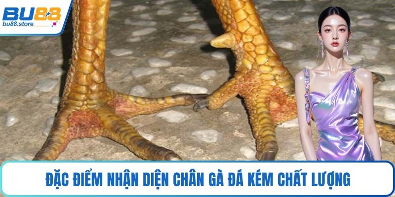 Đặc điểm nhận diện chân gà đá kém chất lượng