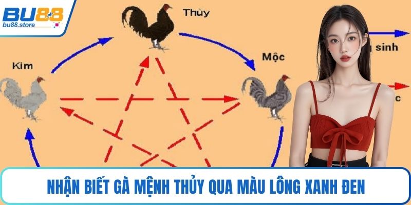 Nhận biết gà mệnh thủy qua màu lông xanh đen